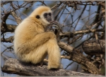 Gibbon 001.jpg