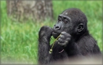 gorilla bud 001.jpg