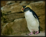 pinguin 001.jpg